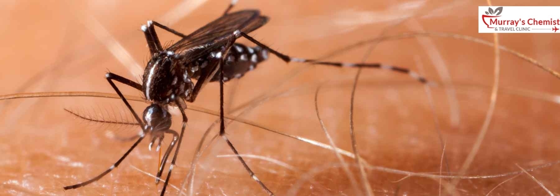 yellow fever caused by infected mosquitos