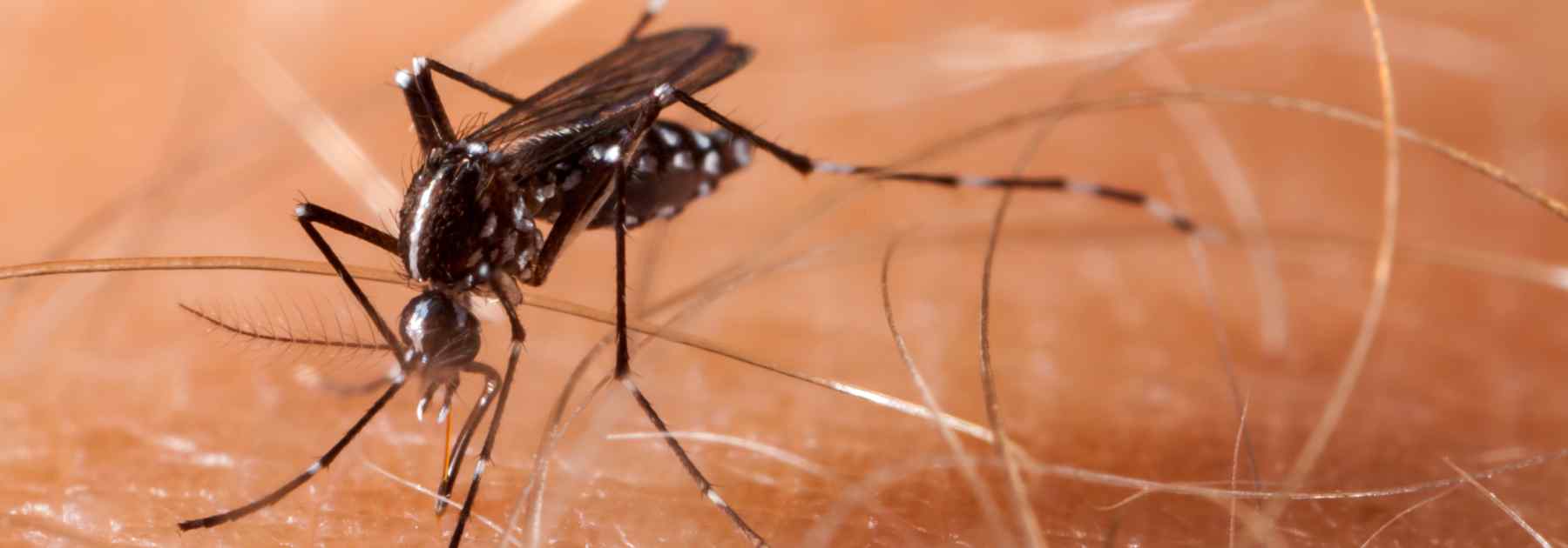 yellow fever caused by infected mosquitos